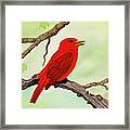 Summer Tanager Framed Print