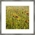 Summer Wildflowers Framed Print