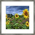 Summers Over Framed Print