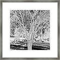 Summertime Bloomers In Black And White 2 Framed Print
