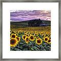 Summertime Sunflowers Framed Print