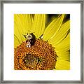 Sun Bee Framed Print