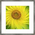 Sun Dance Framed Print