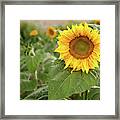 Sun Face Framed Print