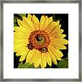 Sunflower And Bees Framed Print