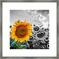 Sun Flower B And W Framed Print
