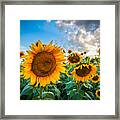 Sun Flower Glow Framed Print