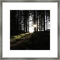 Sun Glare In The Dark Forest Framed Print