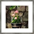 Sun Kissed Pinks Framed Print