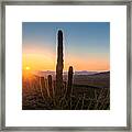 Sun Lit Cactus Framed Print