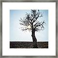 Sun Rays And Bare Lonely Tree Framed Print