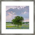 Sun Rising Over A Bluebonnet Field In Chappel Hill - Washington County Brenham Texas Framed Print