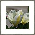 Sun Shining On A Flowering White Tulip Flower Blossom Framed Print
