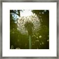 Sun Through A Dandelion Framed Print