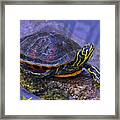 Sunbathing Turtle Framed Print