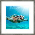 Sunburst Sea Turtle Framed Print