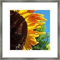 Sunflower 139 Framed Print