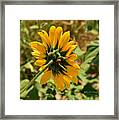 Sunflower 182 With Lady Bug Framed Print