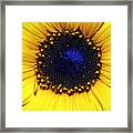 Sunflower 2 Framed Print