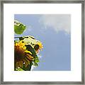 Sunflower 3 Framed Print
