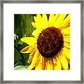 Sunflower 4 Framed Print
