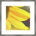Sunflower 5 Framed Print