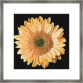 Sunflower #6 Framed Print