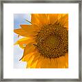 Sunflower And The Bee Framed Print