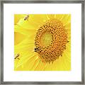 Sunflower And The Bees Framed Print