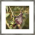 Sunflower And The Sparrow Framed Print