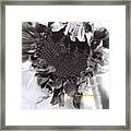 Sunflower Framed Print