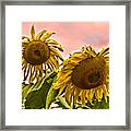 Sunflower Art 1 Framed Print