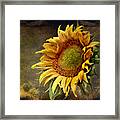 Sunflower Art 2 Framed Print