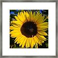 Sunflower Framed Print