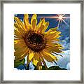 Sunflower Brilliance Ii Framed Print