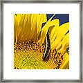 Sunflower Trespasser Framed Print