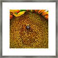 Sunflower Close Up 3 Framed Print