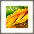 Sunflower Close Up Framed Print