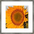 Sunflower Close Up Framed Print