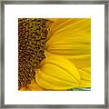 Sunflower Closeup Framed Print