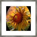 Sunflower Dawn In Oval Framed Print