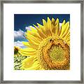 Sunflower Dreams Framed Print