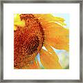 Sunflower Drops Framed Print