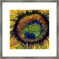 Sunflower  Emergence Framed Print