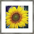 Sunflower Explosion Framed Print
