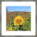 Sunflower Farm Framed Print