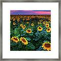 Sunflower Fields Forever Framed Print