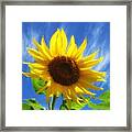 Sunflower Glow Framed Print