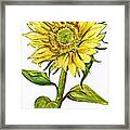 Sunflower Illustration Framed Print