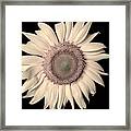 Sunflower In Soft Creams Framed Print